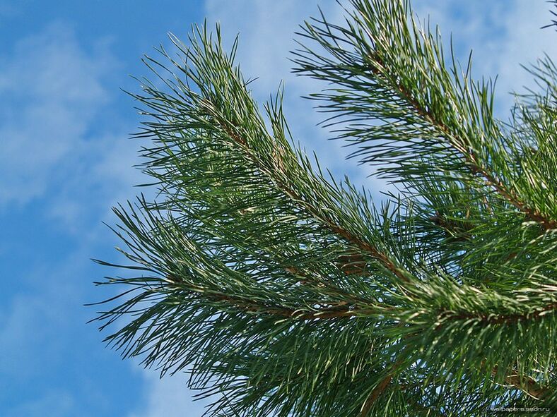 Aiguilles pour le traitement de l'ostéochondrose cervicale